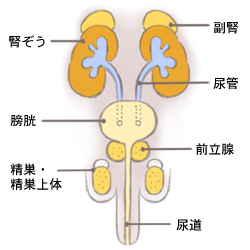 Q A 大阪市立十三市民病院