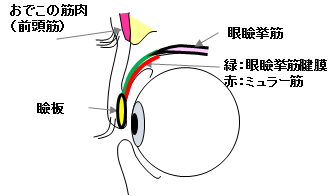 目を開ける仕組み1