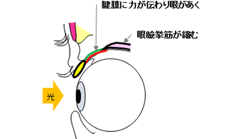 目を開ける仕組み2