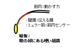 目を開ける仕組み3