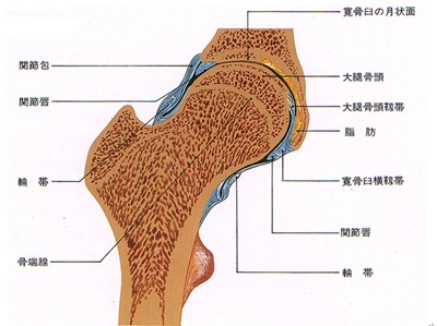 股関節