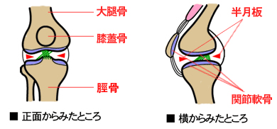 膝関節疾患