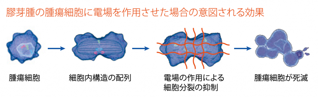 膠芽腫の腫瘍細胞に電場を作用させた場合の効果を表す図