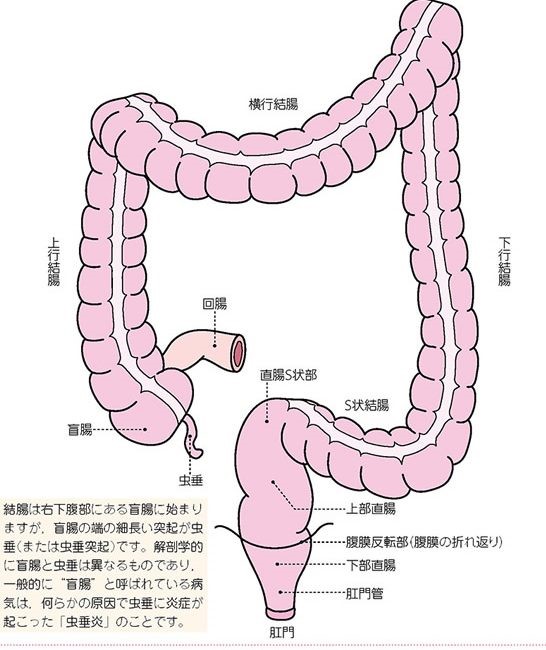 下部消化管