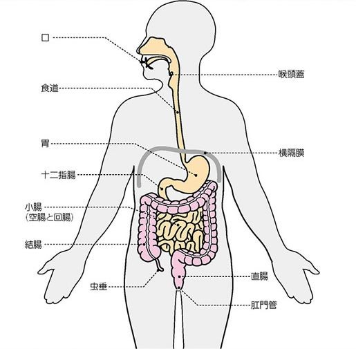 消化管